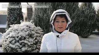 Зимостойкость Роз и их климатические зоны