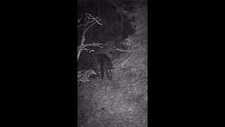 Trail cam wild boar video