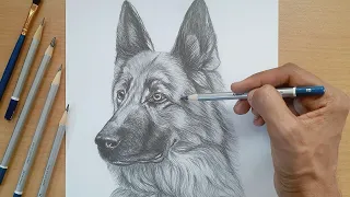 Drawing a german shepherd dog with loomis method in graphite pencil