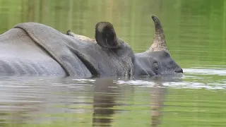 Rhino Wallowing At The Lake                      Chitwan National Park