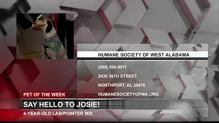 Pet of the Week, Sept. 28, 2021: Meet Josie