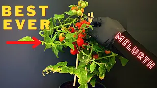 How To Grow Cherry Tomato | Tomatoes