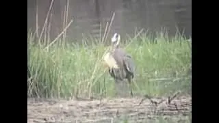 Great blue heron catching and eating big fish