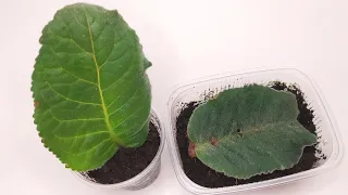 Размножение глоксинии листом 2 способами