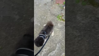 FreshyPom | Cutest Pomeranian sneeze