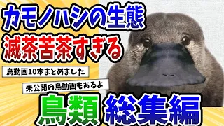 【総集編】2ch動物スレ鳥類動画10本まとめてみた！未公開動画もあるよ！【2ch動物スレ】【作業用】