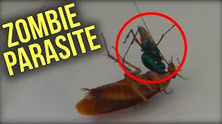 6 Parasites Turn Victims Into ZOMBIES On Camera