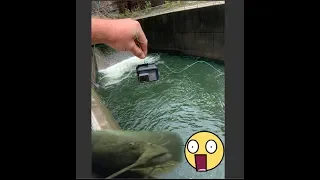GoPro finds MASSIVE Catfish AND Striper  in a Spillway!