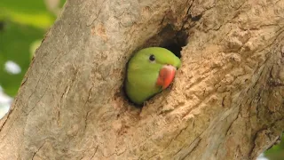 Rose-Ringed Parakeet Feeding It's Chicks रोज़-रिंग्ड पैराकीट अपने चूजों को खाना खिला रहा है