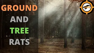 Ground And Tree Rats - Air Rifle Pest Control