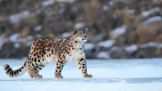 | rare video of snow leopard captured while attempting to hunt ibex |on the mountains of Khunjerab