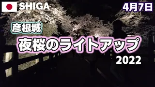 【滋賀の桜】彦根城夜桜のライトアップ2022 桜まつり 4月7日満開 Cherry Blossoms in Hikone, Shiga, Japan