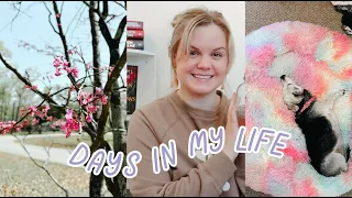 CHRONIC ILLNESS VLOG | getting a service dog, where i've been & recovering after sickness