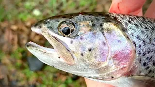 BUTTER COOKED Trout w/MILITARY CRACKERS! Catch & Cook *Van Life Pt.2*