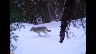 Washington Gray Wolf Conservation and Management 2020 Annual Report presentation