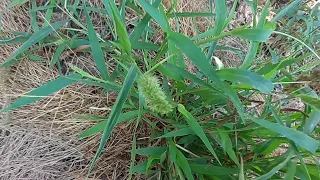 Setaria verticillata plant