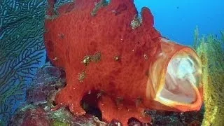 Hiding, Camouflage & Mimicry - Reef Life of the Andaman - Part 16