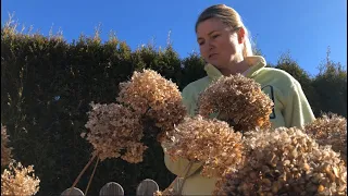 Pruning Annabelle Hydrangea