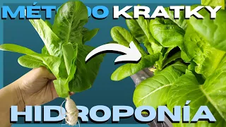 MÉTODO KRATKY 🚫 Hidroponía SIN ELECTRICIDAD 🥗 Lechuga hidropónica