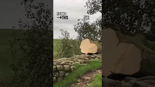 Teen Accused of Cutting Down UK's Famous Sycamore Gap Tree