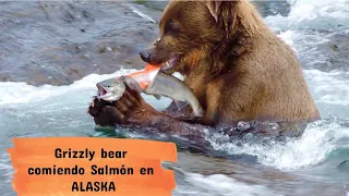 ¡ VIRAL OSO Comiendo Salmon en ALASKA 🐻🐟 NO APTO para personas sensibles!!