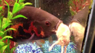 Oscar Fish Destroys 2 Mature Adult Mice  (18 +)