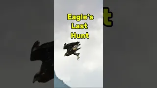 Golden Eagle’s Last Hunt 🦅 Drops Chamois from the Mountains 🏔️