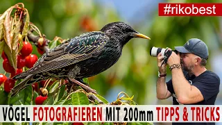 Vögel fotografieren Tipps &Tricks bei nur 200mm Brennweite für dennoch gestochen scharfe Fotos