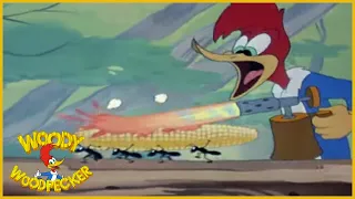 Woody Woodpecker | Redwood Sap | Full Episodes