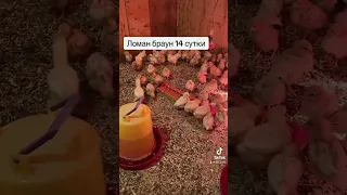 Ломан браун 14 сутки