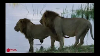 CROCODILE AMBUSH TWO BROTHER LIONS CROSSING RIVER AND UNEXPECTED