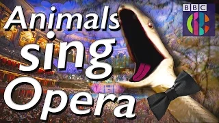 Funny singing animals | CBBC celebrates the BBC Proms