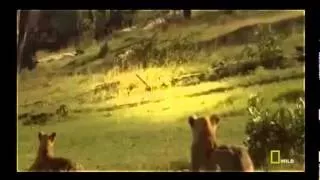 National Geographic Animals Lions and Buffaloes The Mortal Enemies Lions Documentary