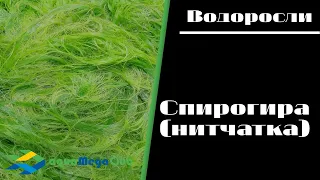 Нитчатая водоросль спирогира. Как бороться с нитчаткой в аквариуме?