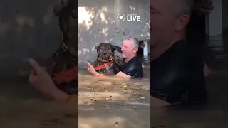 🐶🐶🐶Спасение животных на затопленных территориях