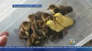 Deputies Rescue Ducklings From Storm Drain