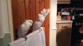 Танцующий попугай танцует попугай под музыку