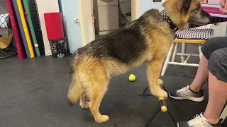 Liam 4-29-24 paws up on beam