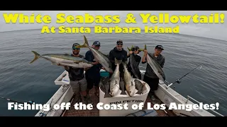 Fin Fetish Sportfishing: White Seabass & Yellowtail at Santa Barbara Island. Part 1