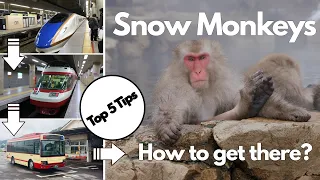 The Ultimate Guide to Japanese Snow Monkey Exploration