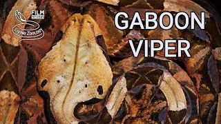 Deadly venomous Gaboon viper in the wild, heavy snake with longest fangs in the world