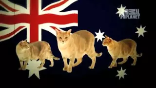 Австралийская дымчатая кошка