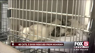 Dozens of cats rescued from Boulder City hoarding house
