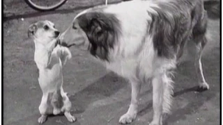 Lassie - Episode #182 - "Lassie's Guest" - Season 5 Ep. 39 - 05/31/1959