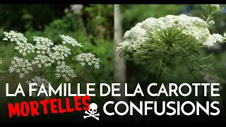 La famille de la carotte : mortelles confusions !