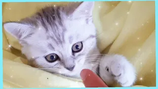 Cutest kitten