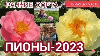 Цветение пионов 15 мая 2023 года / Сад Ворошиловой