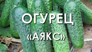 Обзор сорта огурцов "Аякс" (характеристики, свойства, фото)