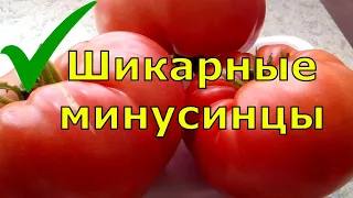 МИНУСИНСКИЕ ТОМАТЫ. ОБЗОР ПОНРАВИВШИХСЯ СОРТОВ ТОМАТОВ ИЗ МИНУСИНСКА