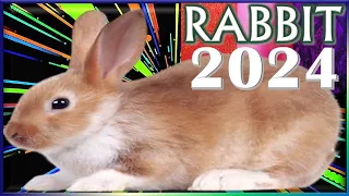 ✪ Rabbit Horoscope 2024 |✩| Born 2023, 2011, 1999, 1987, 1975, 1963, 1951, 1939